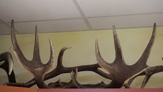 Red deer antlers found this year