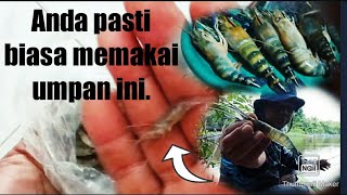 Umpan terbaik di kala musim hujan datang // mancing udang di sungai Mempawah