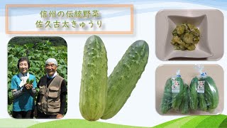 信州🍎食の伝言板　第２弾　信州の伝統野菜「佐久古太きゅうり」