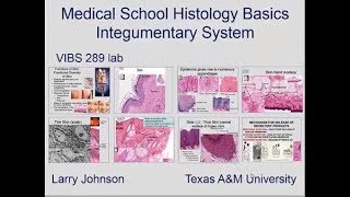 Medical Histology Basics-Integument