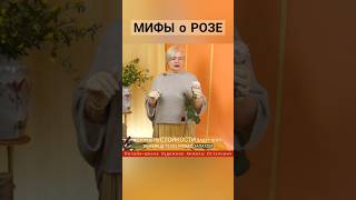 Мифы о розе