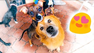 Día de locos en el refugio 🐶 DOBLE RESCATE DE PERROS!