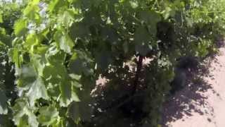 Marc Suderman #287 | Thompson Seedless grapes for raisin | 5/14/13