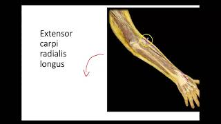 Bio4_Module10_Lab Extensors of the forearm