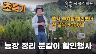 본사 주차장 할인코너 전 품목 5000원? 농장 정리 할인행사  #묘목 #문그로우 #에메랄드그린 #히버니카 #블루엔젤 #파스티기아타 #골드브라반트 #울타리나무 #가드닝 #정원가꾸기