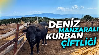 EN UCUZ HAYVANLAR BURADA | KURBANLIĞIMIZI ALDIK !!