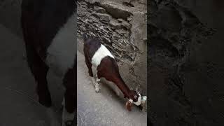 Street goats in Uadapor, India.