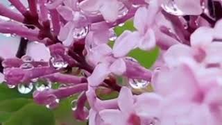 Гузель Уразова  кук сирень 🌸🌸🌸🌸