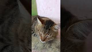 Meong meong meong#shortvidio #cute #