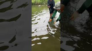 Malapad na tilapia sobrang amo, hinuli ko gamit ang fish net #hectortvvlogs