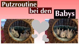 Putz-Routine für meine Kaninchen Babys