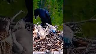 Crow Harm The Babies Eagles When Their Mom A Way