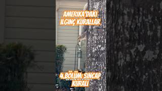 Amerika’daki ilgin kurallar 4. bölüm:Sincap kuralı #amerikadayaşam #hayvanlar #sincap #keşfet