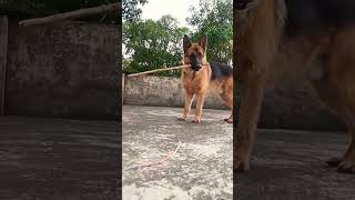 Holding a stick to play chase game #viral #trending #ytshorts #music #shorts #short