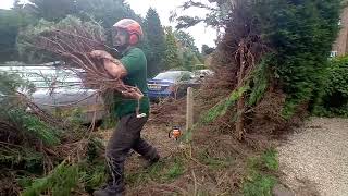 Hedge removal due to council warning