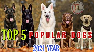 TOP 5 MOST PUPULAR DOGS IN Telugu | Taju logics