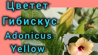 Гибискус Адоникус еллоу (Adonicus yellow ), сортовой и весь в цветах и бутонах