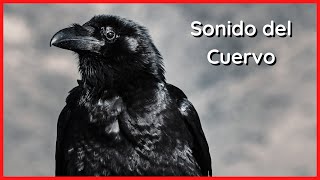 SONIDO del CUERVO (20 Minutos) 🐦🎶🔊