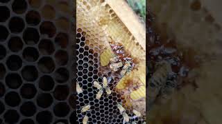 Giant Insect attack on Bee Colony #shorts #honeybee