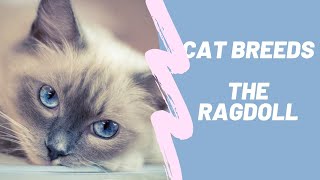 RAG DOLL - CAT BREEDS