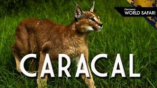 The Caracal Can Jump 10 Feet High to Catch Prey