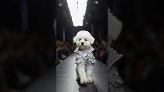 Stylish Puppy Walks the Runway! #reels #viralvideo  #gaming #cartoon  #animals #dog