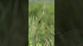 Siberian stonechat (Saxicola maurus) #stonechat #birds #wildlife #nature #wildlifephotography #4k