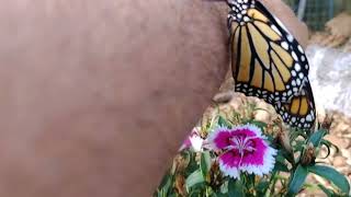 monarch butterfly