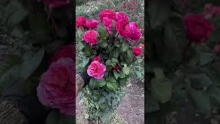 Сорт розы - Кантри Гарден , осенью всегда прекрасен 🫶 #rose #flowers #garden