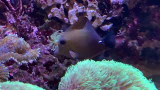 Scopas tang - Zebrasoma scopas