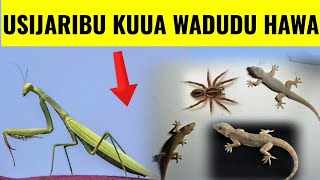 TAHADHARI, WADUDU hawa 6 Hutakiwi KUWAUA  ukiwaona nyumbani kwako