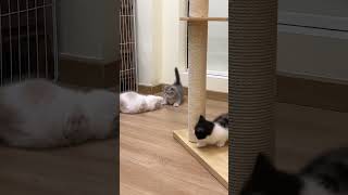 Watch kittens play will brighten you day. #cat #catlover #kitten #cutecat #catmom #catshorts