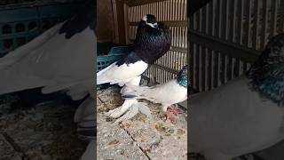 Reverswing Magpie Pouter With Teddy || #foryou #foryouvideo #viralvideo #viral #youtubeshorts