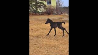 Little filly tries so hard to run so fast:)