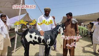 قربانی کے خوبصورت جانور Okara Animal TV 03004576252 19/6/2024