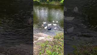 Nature   #shorts #ducks #upstatenewyork #creek #nature