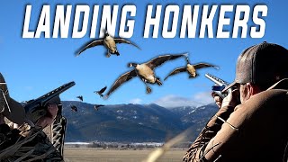 Landing Honkers In Wheat! (Oregon Goose Hunting)