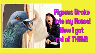 PIGEON Deterrents DON'T WORK!  * Las Vegas *  FUNNY!