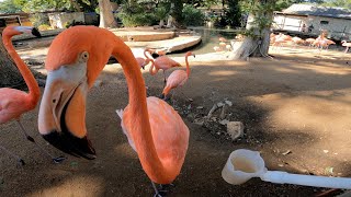 Flamingo Mingle at San Antonio Zoo! (5K)