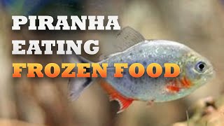 Baby Piranha Feeding on Frozen Food