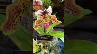 ✅Orquídea Zapatito❤️#shorts#paphiopedilum#orchid#flower#orchidshow#viralvideo