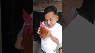 EL GALLO MALCRIADO #comedia @alfredolarin #trending