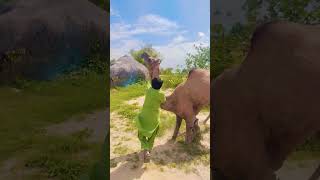 Desert camels #animals #crazy #wildlife #movement #village #vlog #entertainment #video #pets #lover