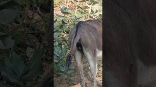 #donkey #donkeyshort #shortfeed