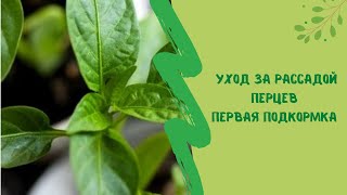 ✍🌾Уход за рассадой перцев. Первая подкормка