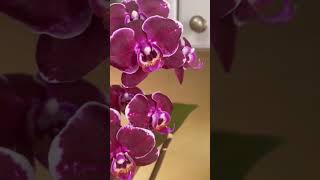 Орхидеи ж умеют говорить😂obviously orchids can talk🤭