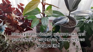 Моя суперэффективная подкормка для домашних растений🪴🌱🍀🍀🍀 Придется немного повозиться🧚‍♂️