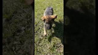 Beautiful Sable German Shepherd Puppy