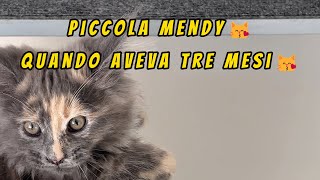 😺Piccola Mendy😽quando aveva tre mesi😽#mainecoon #mainecooncat #mainecoonlovers #mainecoonlife