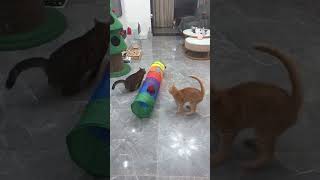 Cat tunnel toy, Link is on bio or copy:www.niopets.com